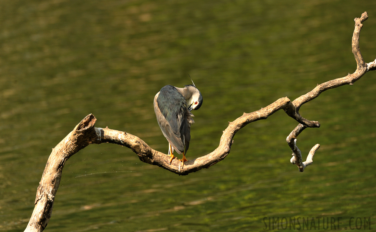 Nycticorax nycticorax nycticorax [550 mm, 1/1250 Sek. bei f / 8.0, ISO 1600]